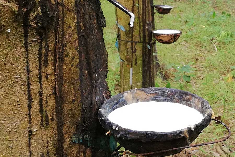 Natural Rubber Comprehensive Research Report