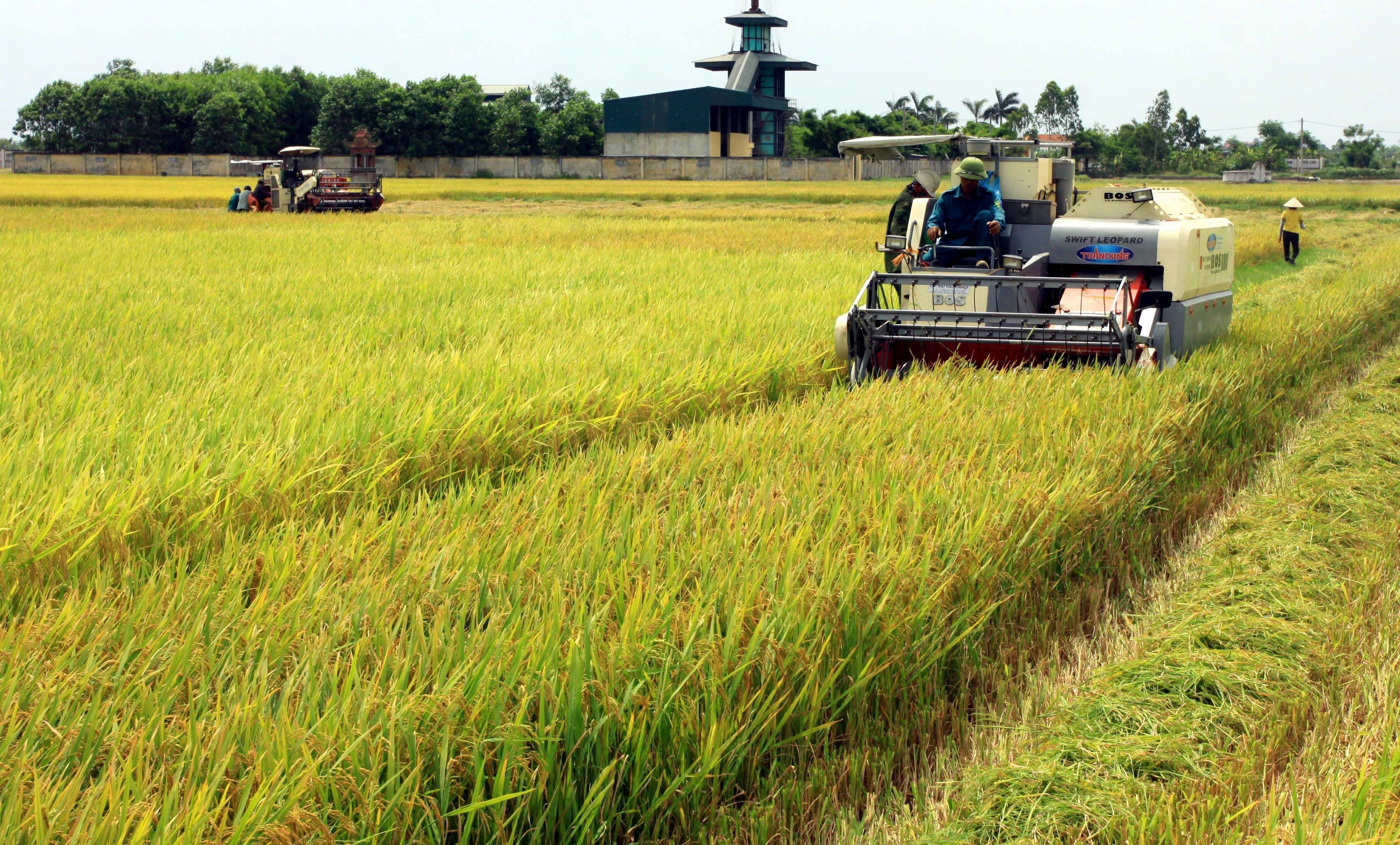 Vietnam Agriculture & Feed Industry