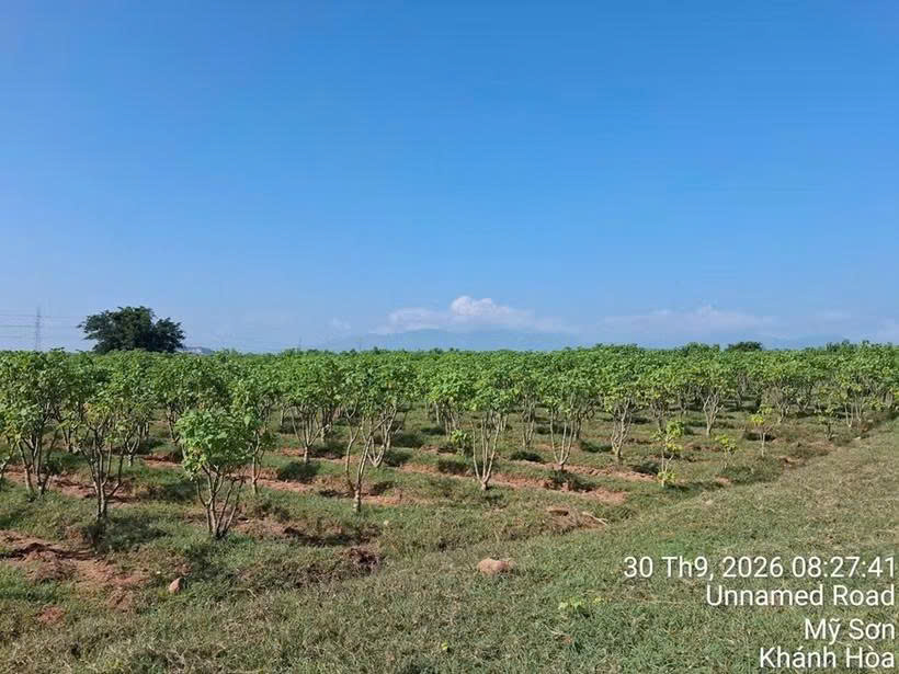 Vietnam – a potential regional supply hub for Jatropha seed oil