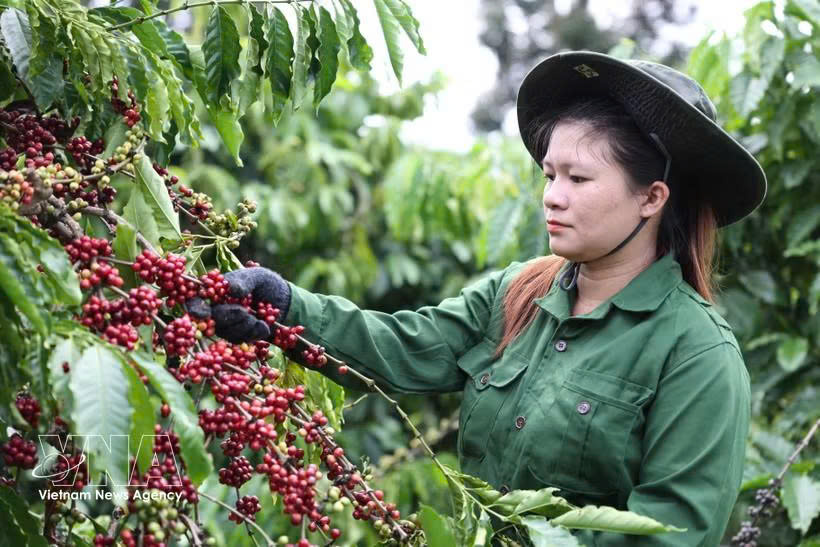 Buon Ma Thuot Coffee Festival to reach national level in 2027